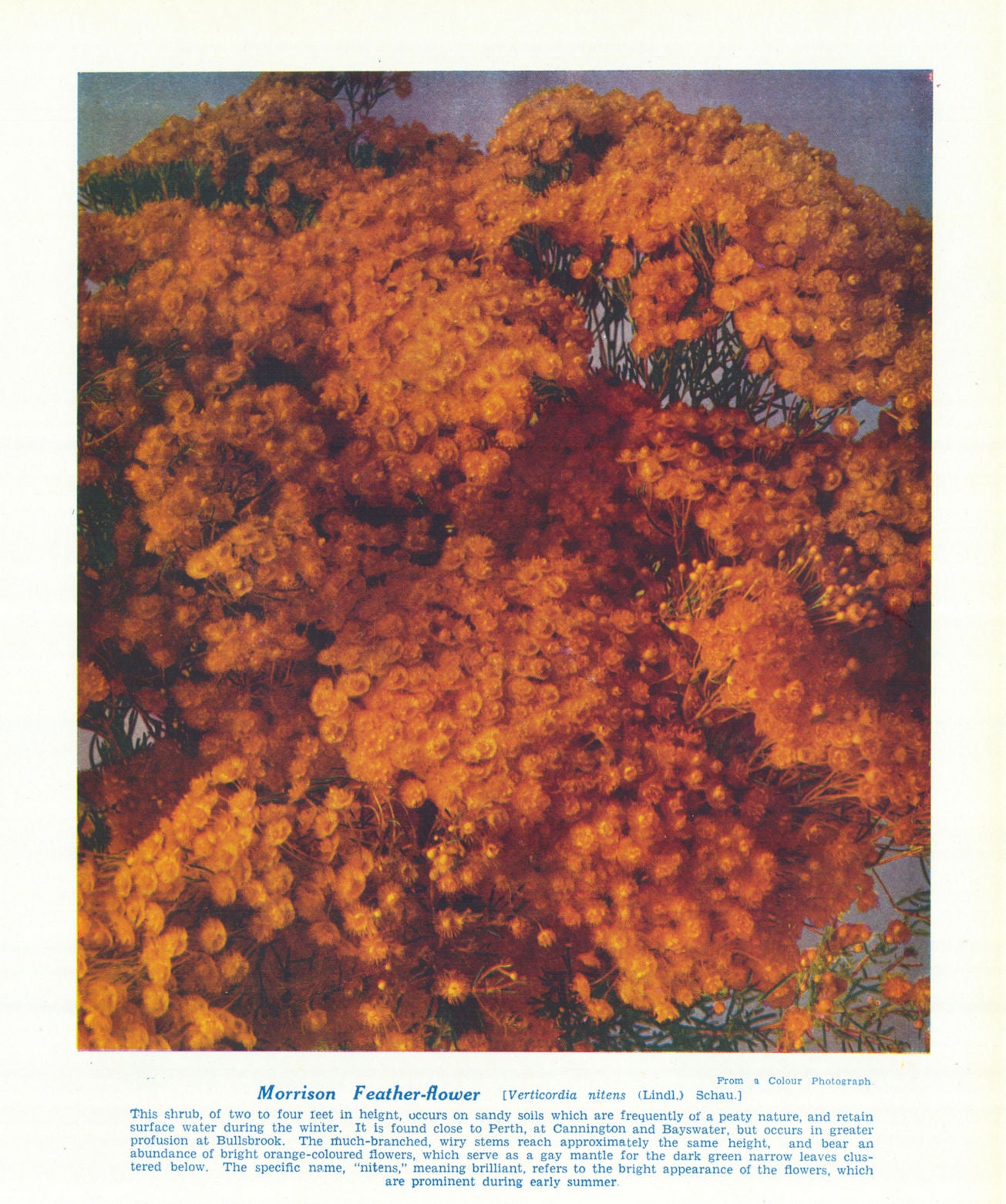 Morrison Feather-flower (Verticordia nitens). West Australian Wild Flowers 1950